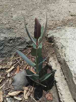 Nodding milkweed(Asclepias glaucescens)