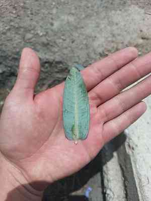 Nodding milkweed(Asclepias glaucescens)
