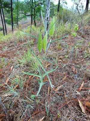 Nodding milkweed(Asclepias glaucescens)