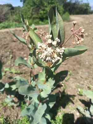 Nodding milkweed(Asclepias glaucescens)