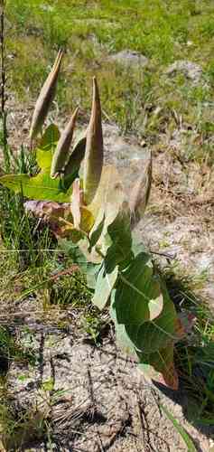 Pinewoods Milkweed(Asclepias humistrata)