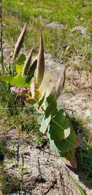 Pinewoods Milkweed(Asclepias humistrata)