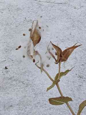 Pinewoods Milkweed(Asclepias humistrata)