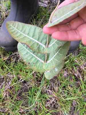 Pinewoods Milkweed(Asclepias humistrata)