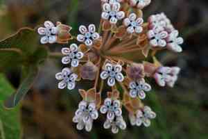 Pinewoods Milkweed(Asclepias humistrata)
