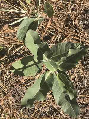 Mahogany milkweed(Asclepias hypoleuca)