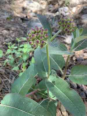 Mahogany milkweed(Asclepias hypoleuca)