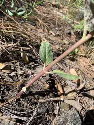 Mahogany milkweed(Asclepias hypoleuca)