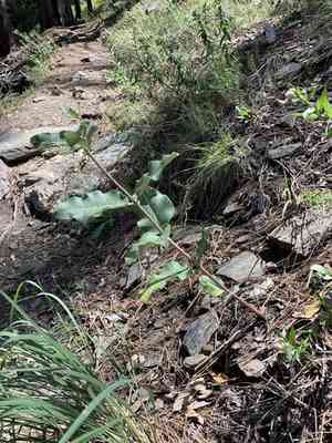 Mahogany milkweed(Asclepias hypoleuca)