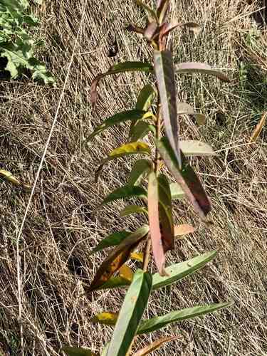 Swamp milkweed(Asclepias incarnata)