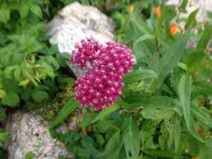 Swamp milkweed(Asclepias incarnata)