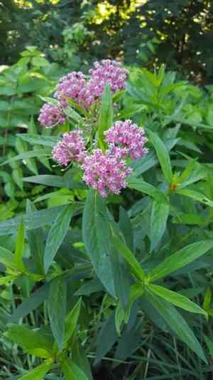 Swamp milkweed(Asclepias incarnata)