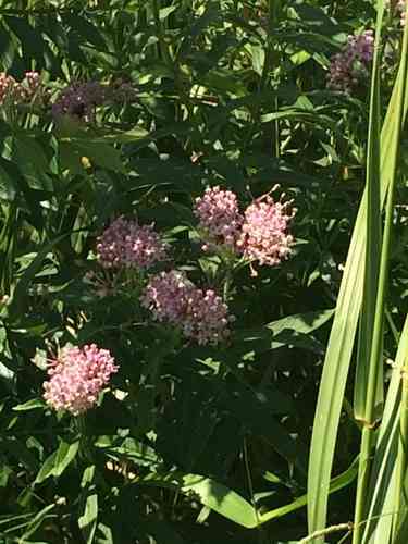 Swamp milkweed(Asclepias incarnata)