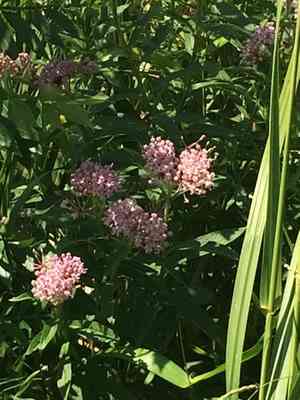 Swamp milkweed(Asclepias incarnata)