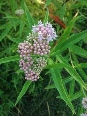Swamp milkweed(Asclepias incarnata)