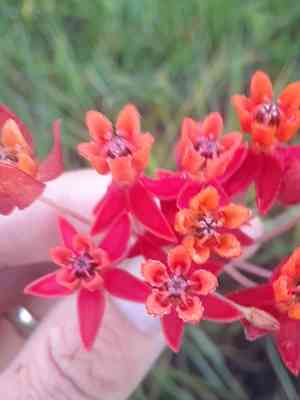 Fewflower milkweed(Asclepias lanceolata)