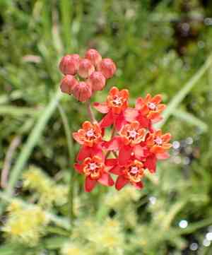 Fewflower milkweed(Asclepias lanceolata)