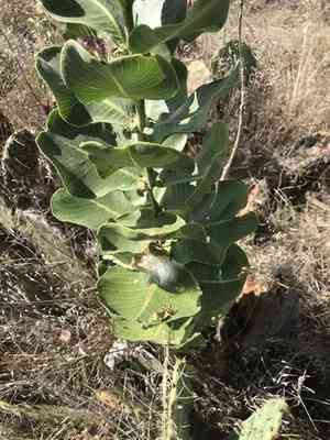 Broadleaf milkweed(Asclepias latifolia)