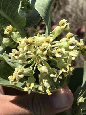 Broadleaf milkweed(Asclepias latifolia)