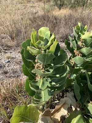 Broadleaf milkweed(Asclepias latifolia)