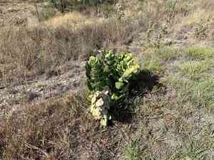 Broadleaf milkweed(Asclepias latifolia)