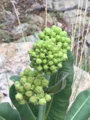 Lemmon's milkweed(Asclepias lemmonii)