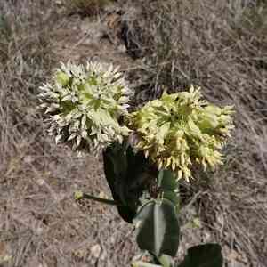 Lemmon's milkweed(Asclepias lemmonii)