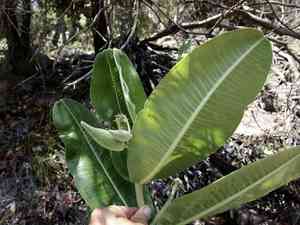 Lemmon's milkweed(Asclepias lemmonii)
