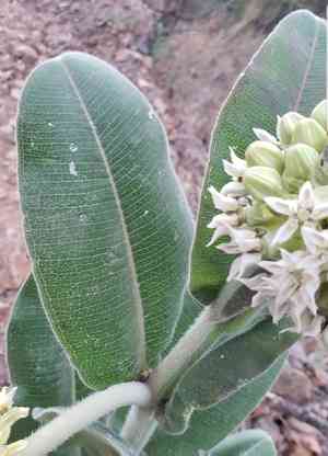 Lemmon's milkweed(Asclepias lemmonii)