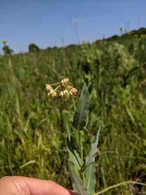 Mead's milkweed(Asclepias meadii)