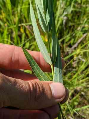 Mead's milkweed(Asclepias meadii)