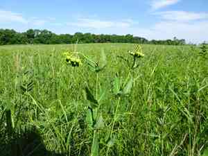 Mead's milkweed(Asclepias meadii)