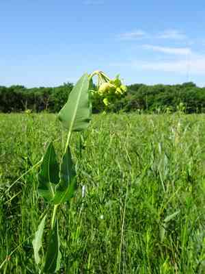 Mead's milkweed(Asclepias meadii)