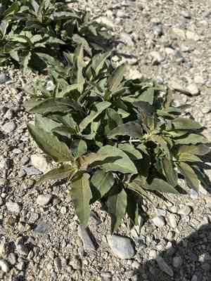 Mojave milkweed(Asclepias nyctaginifolia)