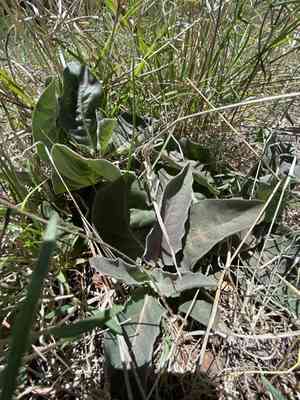Mojave milkweed(Asclepias nyctaginifolia)