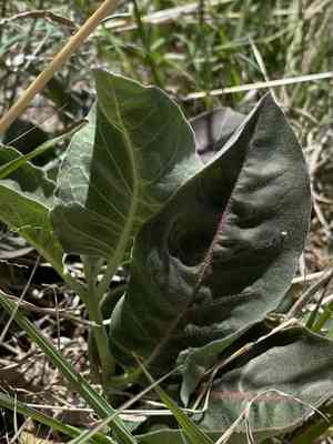 Mojave milkweed(Asclepias nyctaginifolia)