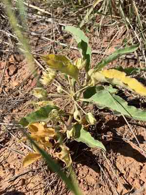 Mojave milkweed(Asclepias nyctaginifolia)