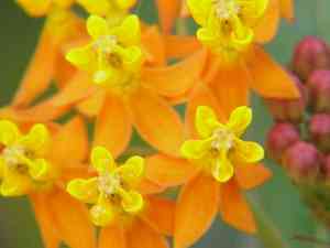 Mojave milkweed(Asclepias nyctaginifolia)
