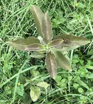 Zizotes milkweed(Asclepias oenotheroides)