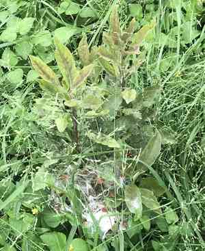 Zizotes milkweed(Asclepias oenotheroides)