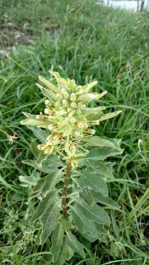 Zizotes milkweed(Asclepias oenotheroides)
