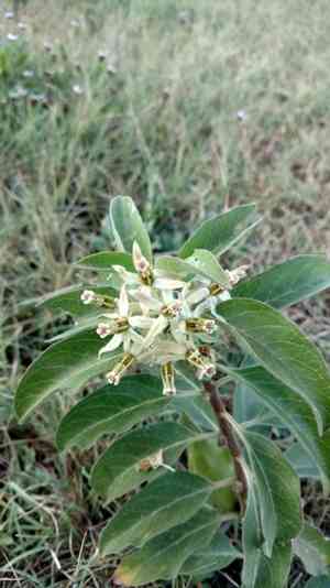 Zizotes milkweed(Asclepias oenotheroides)