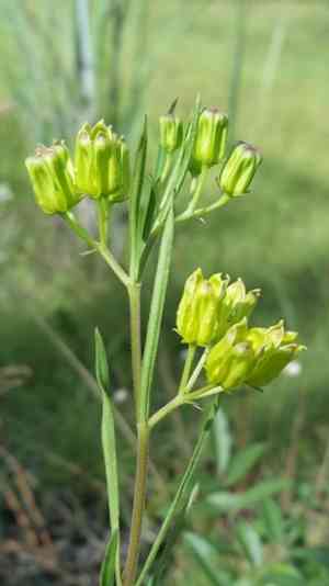 Savannah milkweed(Asclepias pedicellata)