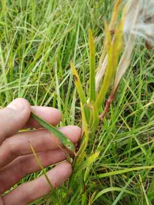Savannah milkweed(Asclepias pedicellata)