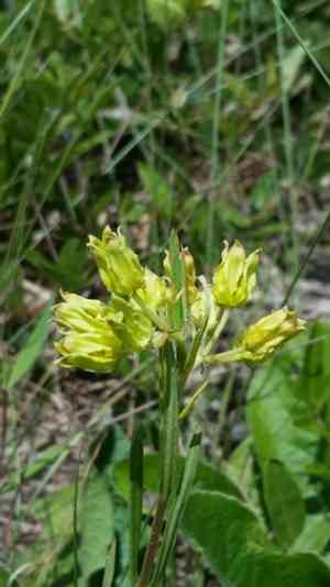 Savannah milkweed(Asclepias pedicellata)