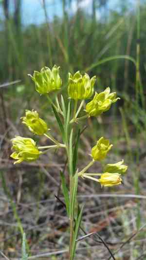 Savannah milkweed(Asclepias pedicellata)