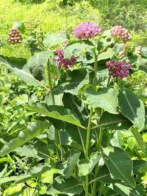 Purple milkweed(Asclepias purpurascens)