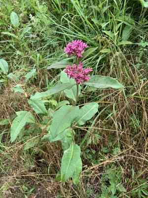 Purple milkweed(Asclepias purpurascens)