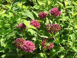 Purple milkweed(Asclepias purpurascens)