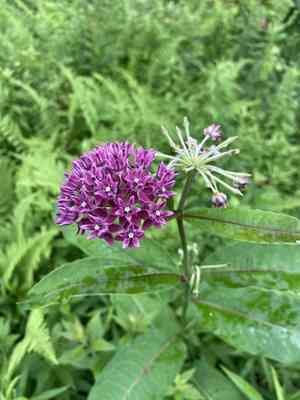 Purple milkweed(Asclepias purpurascens)